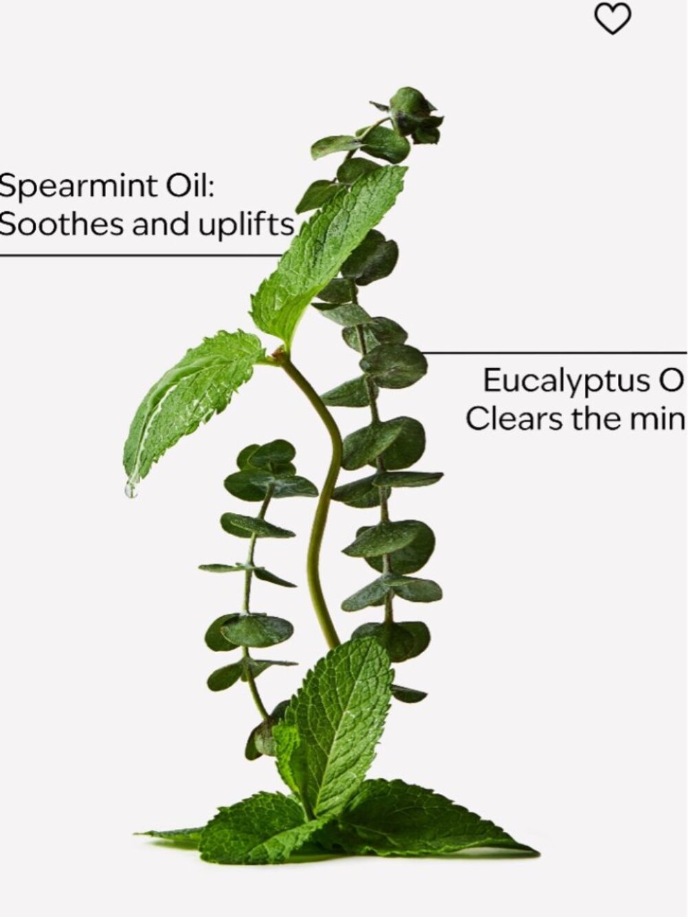 NWT Bath & Body Works Eucalyptus Spearmint Moisturizing Conditioner Set of 2 - Picture 3 of 8